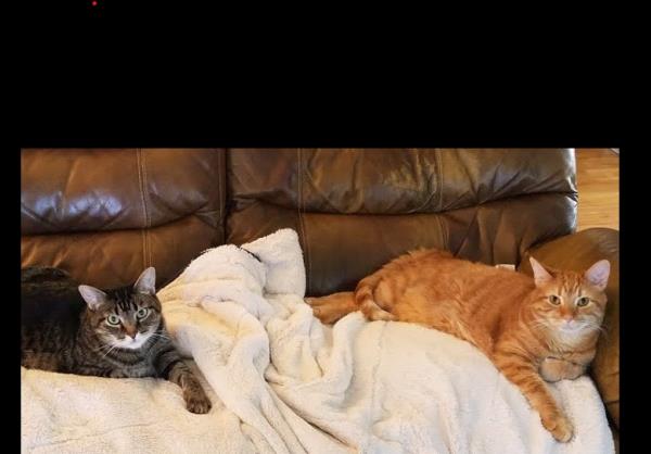 /Images/uploads/Congregation Beth Emeth/bethemeth/entries/17596thumb.jpg